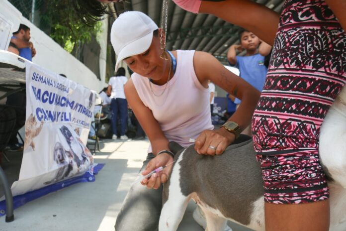 ¡Son parte de tu familia! Lleva a tus mascotas a vacunar en Playa del Carmen