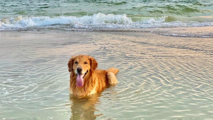 Playa del Carmen contará con un reglamento para atención y bienestar de mascotas