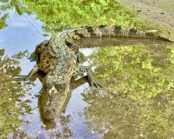 Rescatan y reubican cocodrilo en la zona hotelera norte de Cozumel