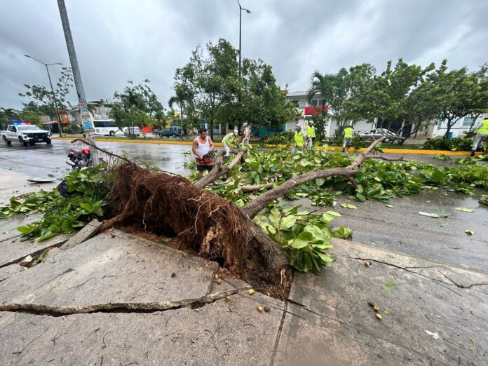 Trámites digitales ambientales agilizan permisos y fortalecen vigilancia en Playa del Carmen