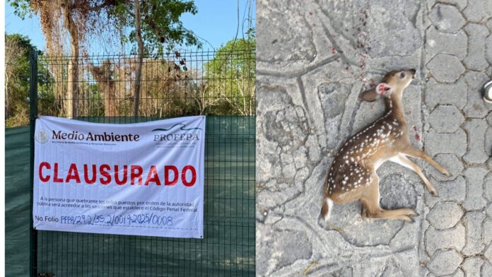 Clausura PROFEPA predios de Playacar donde murieron venados atropellados