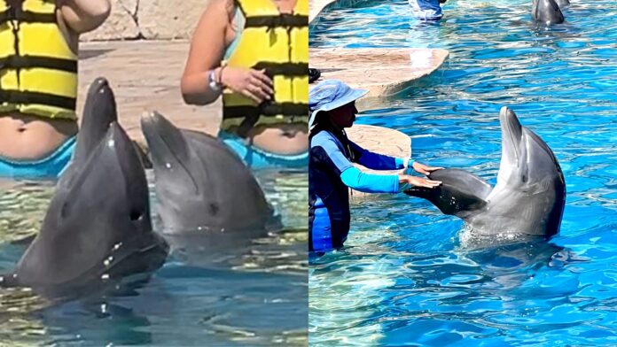 Exigen la reubicación inmediata de cuatro delfines tras la clausura del delfinario Barceló en Riviera Maya