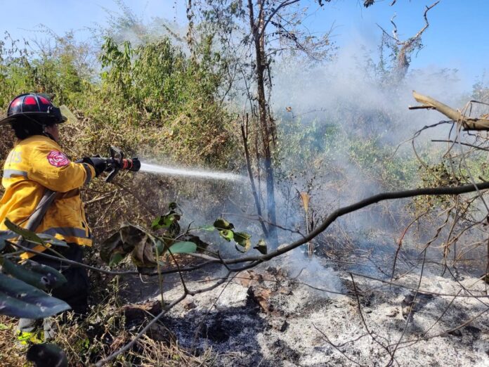 Controlan incendio en CTM y Lilis gracias a respuesta inmediata del Gobierno de Playa del Carmen