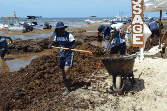 Gobierno de Estefanía Mercado, en coordinación con el Estado y la Federación, retira más de 8 mil toneladas de sargazo de las playas de Playa del Carmen