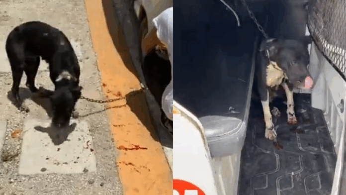 Acción inmediata de la Secretaría de Medio Ambiente permite ubicar a agresor de una perrita en Villas del Sol