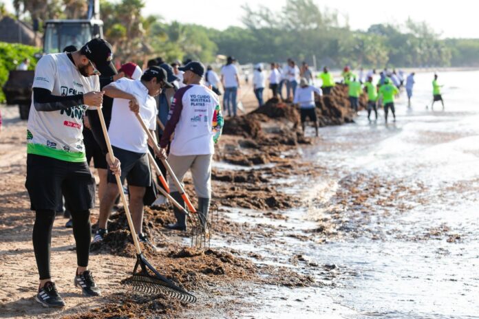 Gobierno de Estefanía Mercado retira más de 19 mil toneladas de sargazo esta temporada en Playa del Carmen