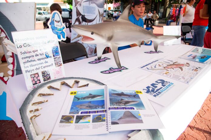 Playa del Carmen celebra la primera edición del “Tiburón Toro Fest” para impulsar la conservación marina y el turismo sostenible