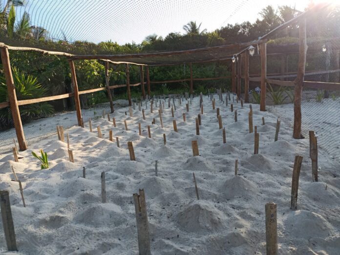 Refuerzan vigilancia y educación ambiental para preservar a la tortuga marina en Playa del Carmen