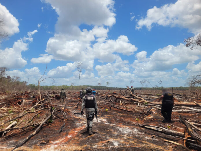 Menonitas arrasan 2 mil 600 hectáreas de selva en la Península de Yucatán