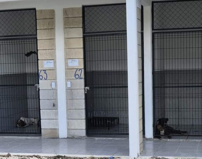 Desmienten información falsa sobre supuesto brote masivo de moquillo en el CENCAAZ Playa del Carmen