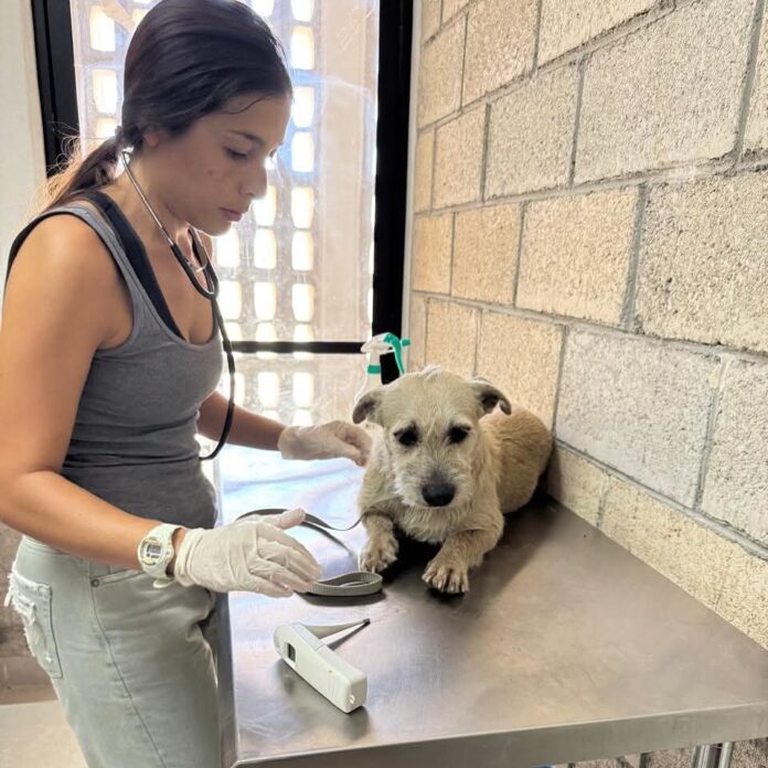 Autoridades rescatan a la perrita Xochitl tras presunto caso de abuso s3xu4l en Playa del Carmen