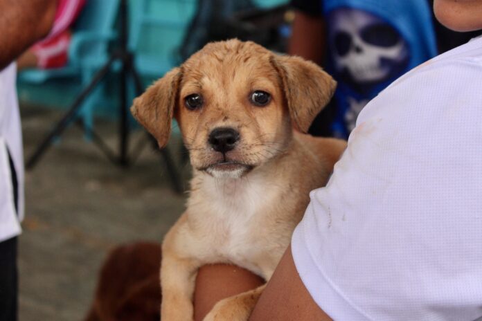 Campaña antirrábica en Playa del Carmen: convocan a dueños de perros y gatos